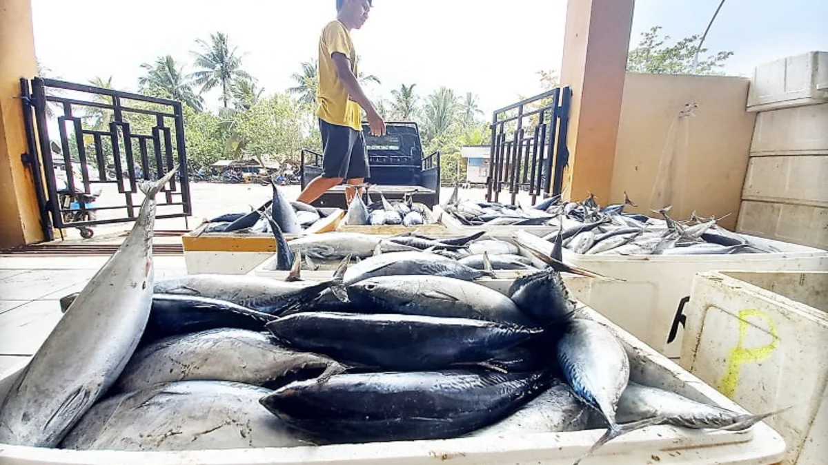 Mesti Serius Atur Transaksi Ikan