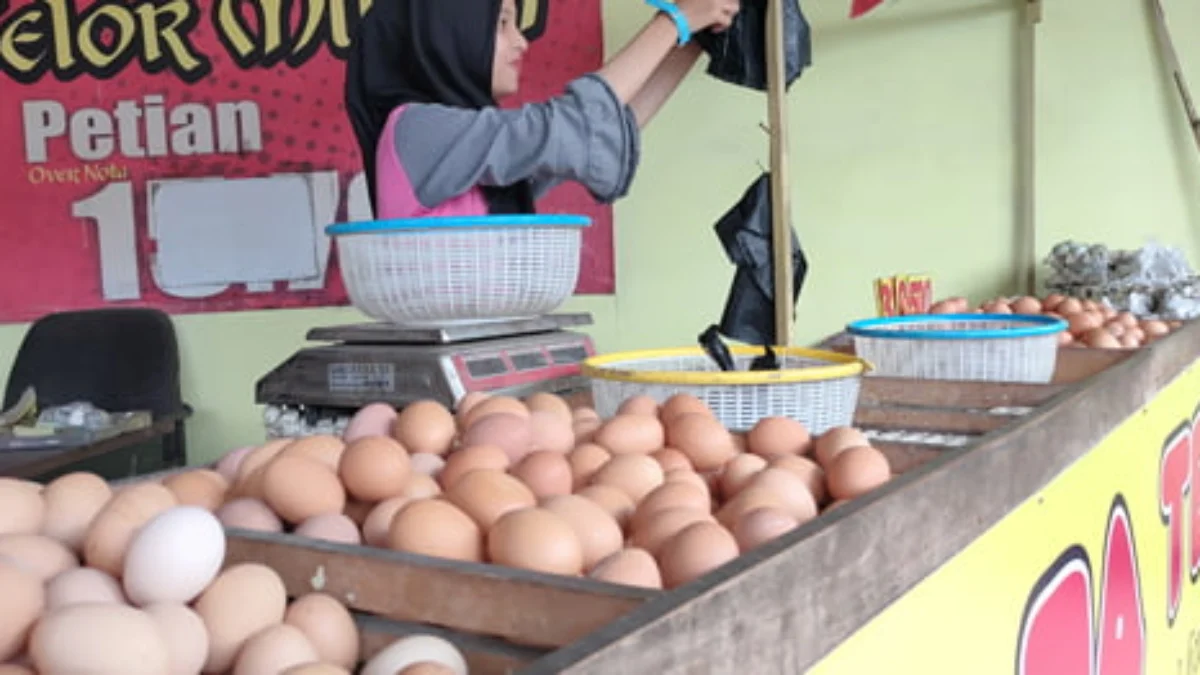 Harga Telur Ayam Tak Stabil