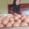 Harga Telur Diprediksi Kembali Normal