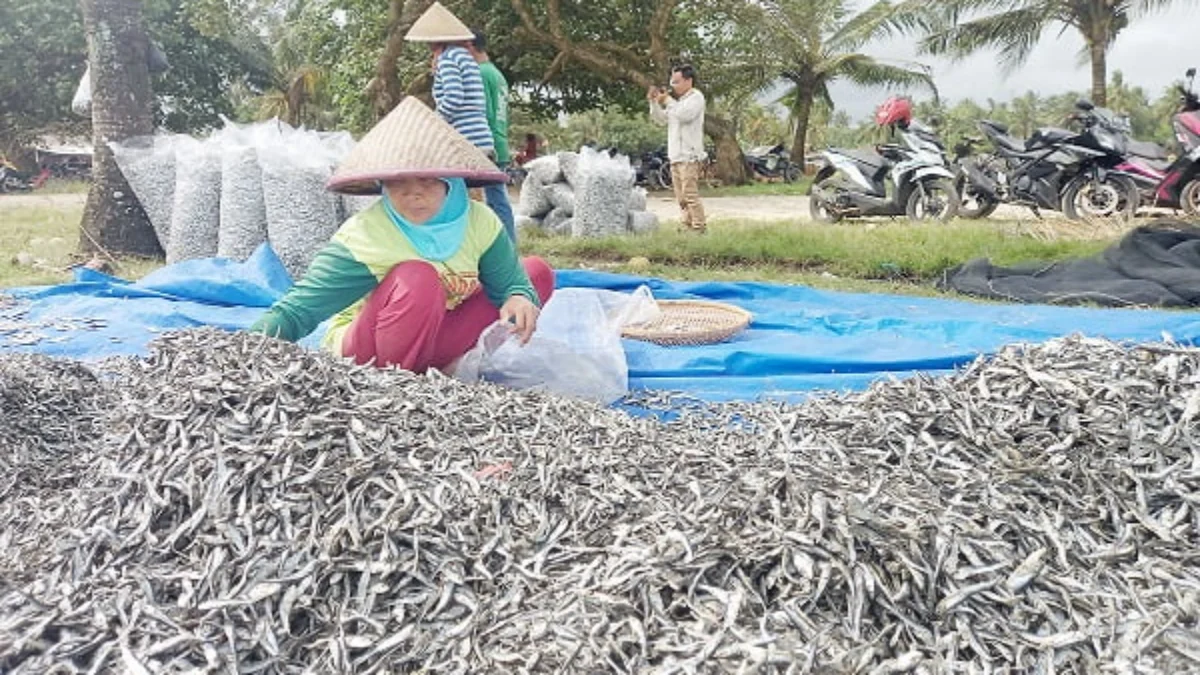 Nelayan Panen Ikan Layang