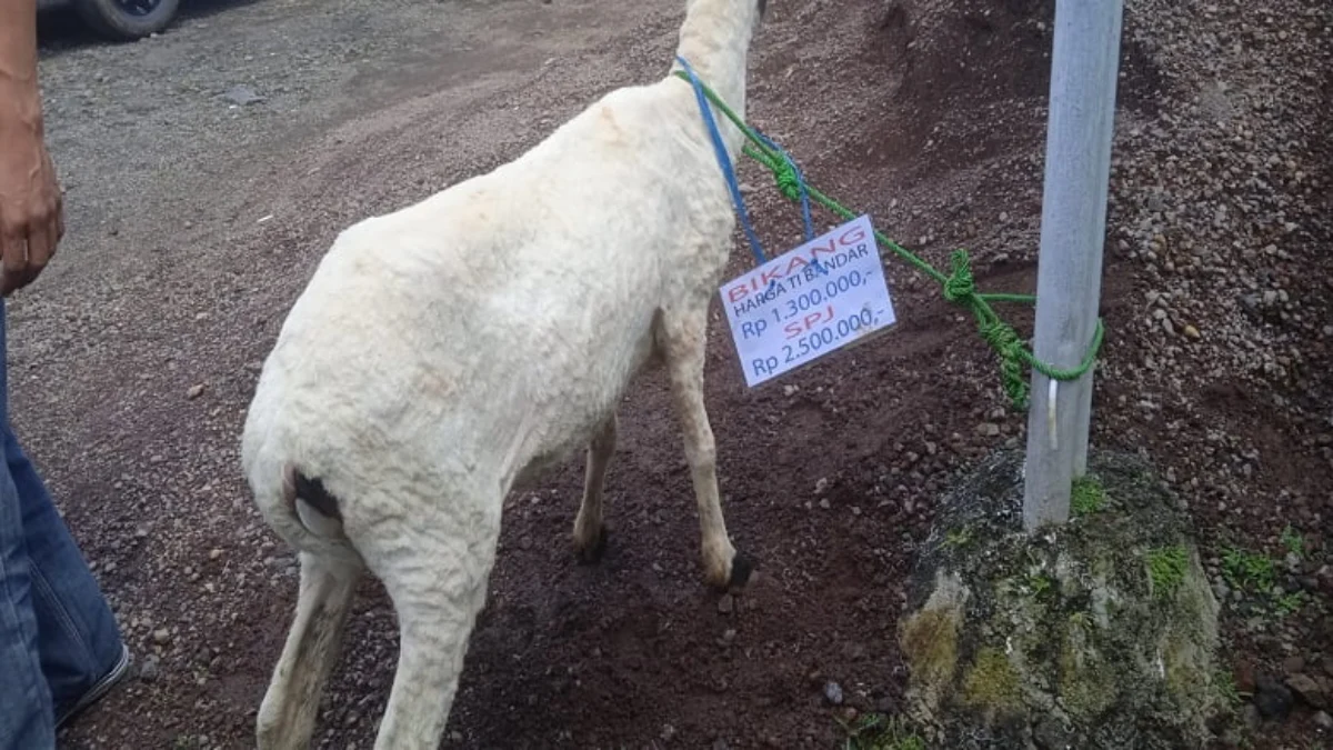 Warga sindir pemerintah desa sandingtaman dengan kambing