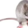 Cara mengusir tikus dari rumah