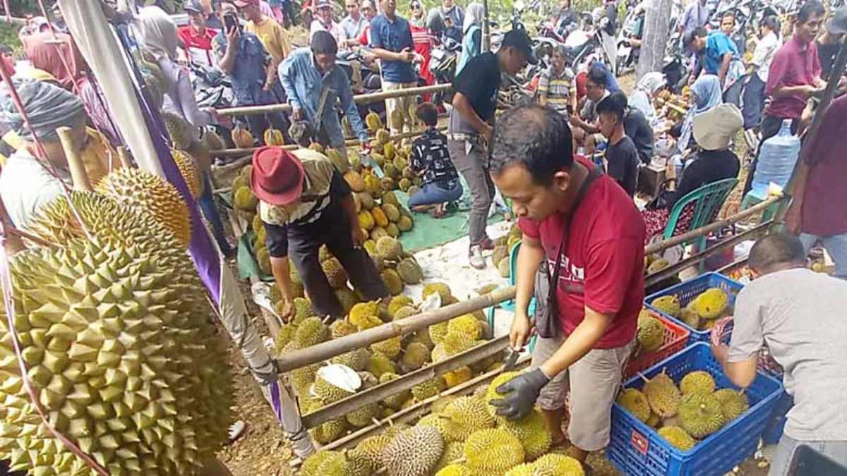 Durian Lokal Bangunkarya