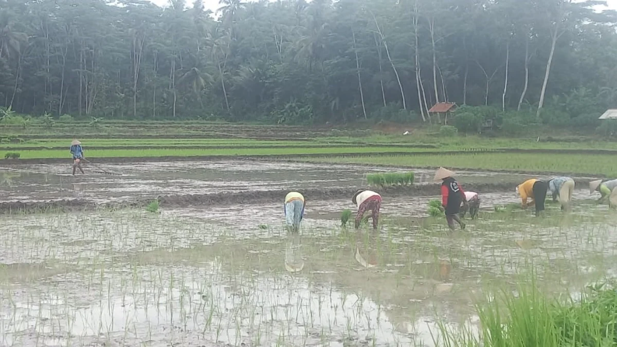 Petani Pangandaran Masih Mengeluhkan Sulitnya Mendapatkan Pupuk Bersubsidi