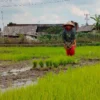 Sawah di Musim Kemarau menanam padi hasil observasi mahasiswa tentang lahan pertanian
