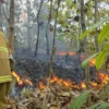 Akibat Ceroboh Bakar Sampah, Lahan dengan Luas 1 Hektare di Ciamis Kebakaran