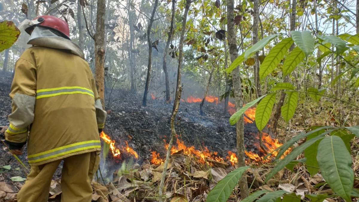 Akibat Ceroboh Bakar Sampah, Lahan dengan Luas 1 Hektare di Ciamis Kebakaran
