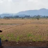 Lahan Pertanian Kota Banjar