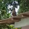 Monyet masuk pemukiman warga di Tasikmalaya