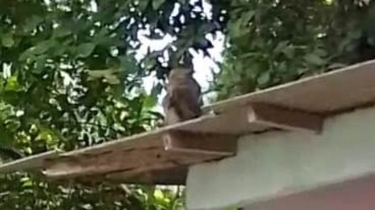 Monyet masuk pemukiman warga di Tasikmalaya