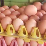 harga telur ayam di Pangandaran