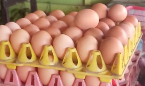 harga telur ayam di Pangandaran