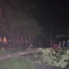 Pohon Tumbang di Kota Banjar Timpa Jaringan Listrik, PLN ULP Banjar Bergegas Lakukan Perbaikan