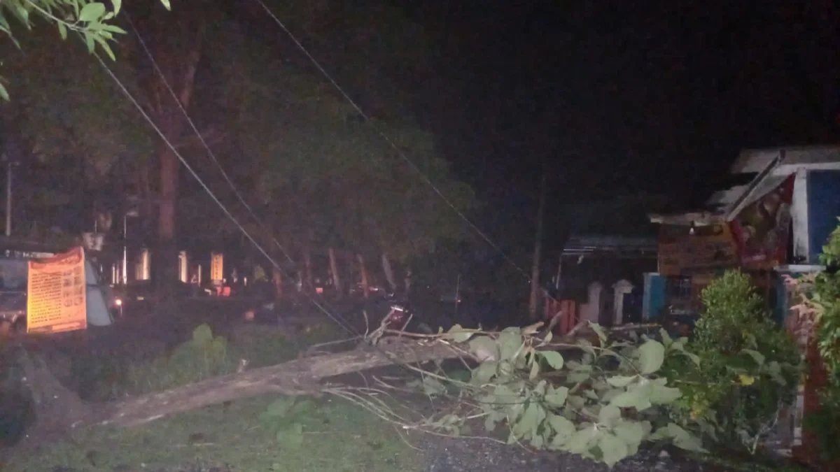 Pohon Tumbang di Kota Banjar Timpa Jaringan Listrik, PLN ULP Banjar Bergegas Lakukan Perbaikan
