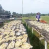 tulang ikan asin jambal roti Kabupaten Pangandaran