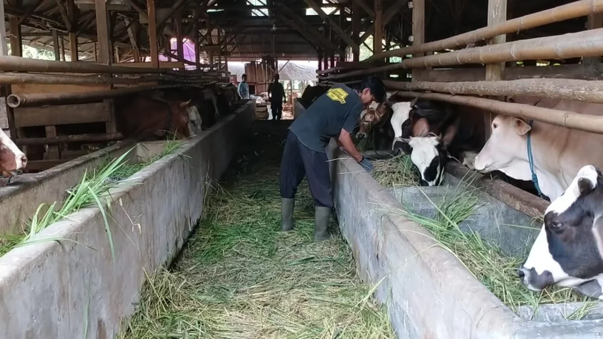 harga sapi kurban di kabupaten tasikmalaya