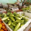 produksi sayuran di kabupaten pangandaran